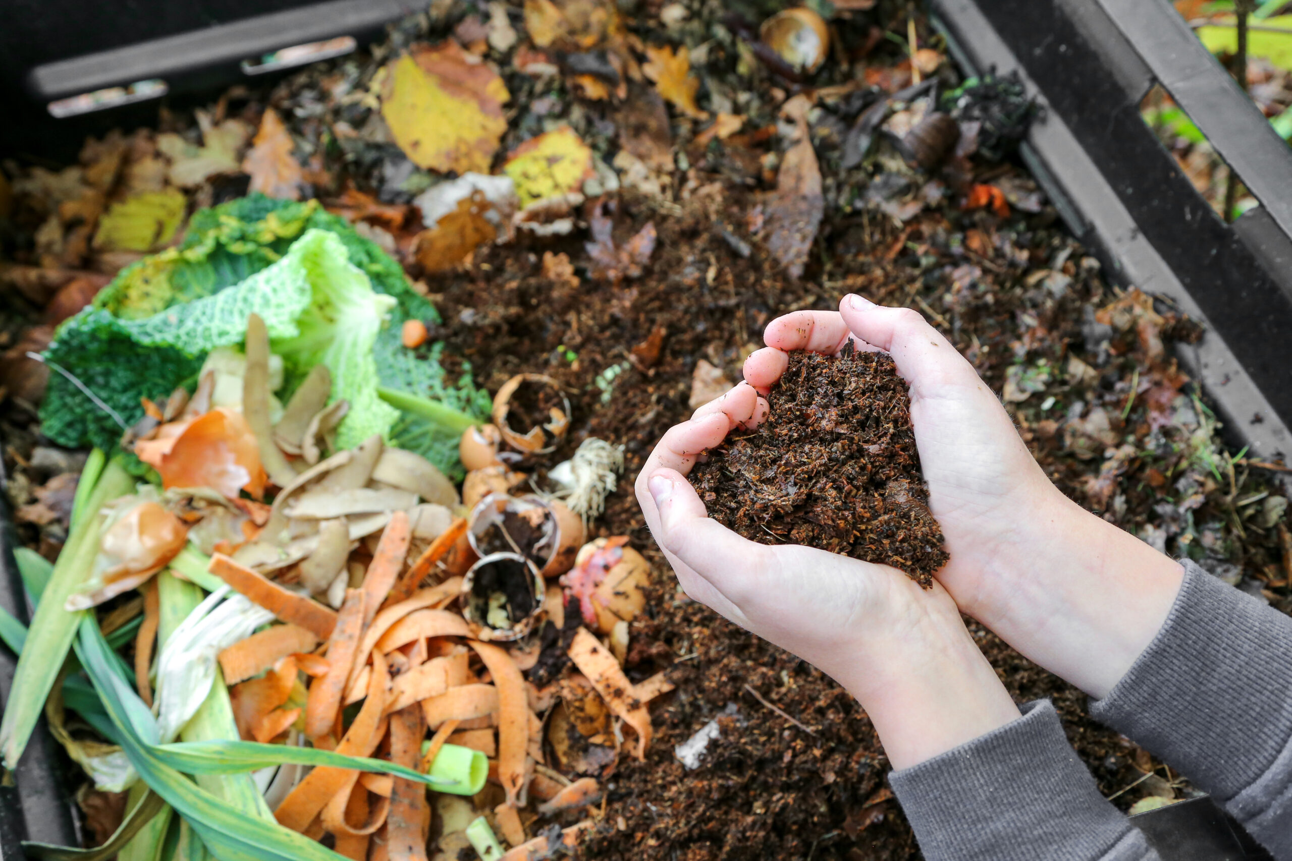 2025-06-photo compost